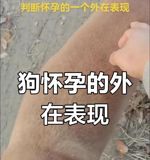 母狗生产周期及其关键因素（了解母狗生育周期有助于繁殖管理）