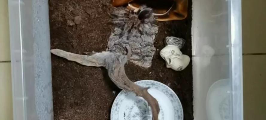 宠物捕鸟蛛为何短命？（探寻宠物捕鸟蛛短命的原因与解决方法）