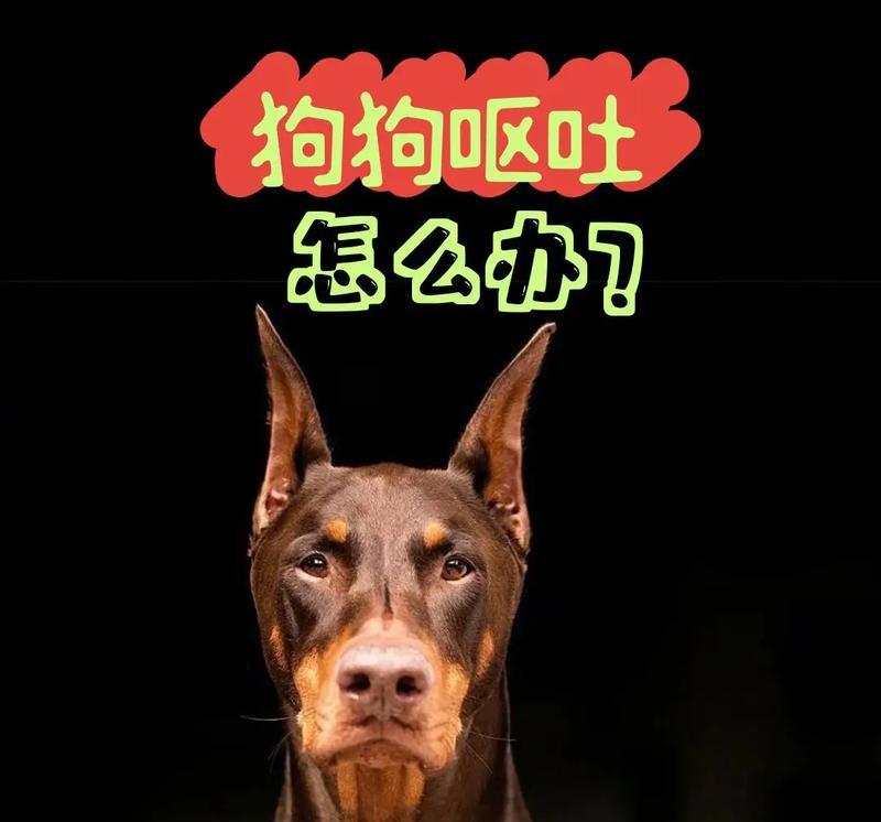 急救狗狗呕吐，教你正确应对！（狗狗呕吐急救方法详解，让宠物健康无忧）