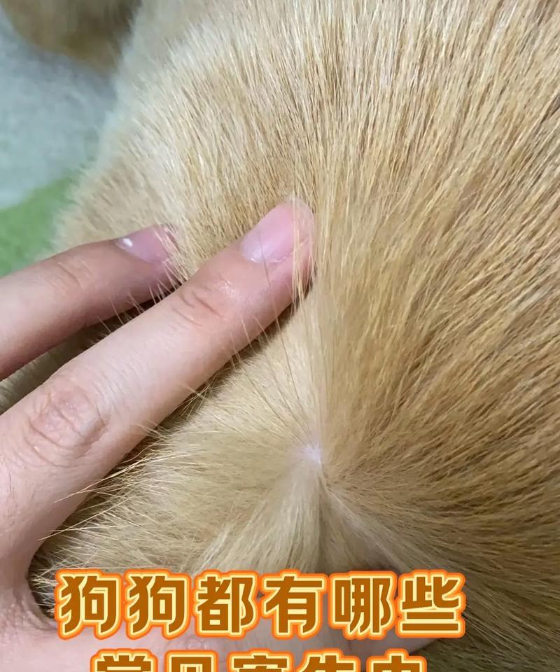 狗狗身上的虫子，该如何应对？（了解狗狗身上的虫子及其相关症状，保护它们的健康）