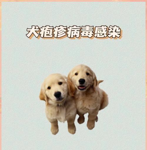 狗的疱疹症状一览（了解狗的疱疹症状及早发现问题）