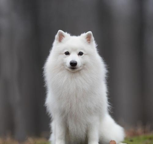 建立博美犬的忠诚度需要多长时间？（从拥有到信任，培养博美犬的忠诚）