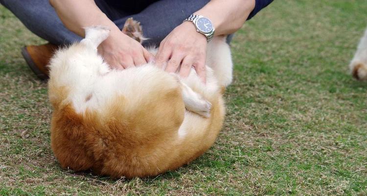 狗狗抱大腿的行为解析（理解狗狗抱大腿行为的意义和原因）