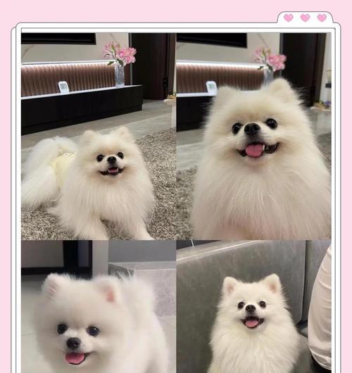 博美修毛时机掌握剖析（博美的理想修毛时间和方法解读）
