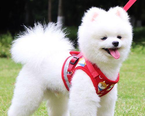 以爱犬在外的重要性——吉利博美犬撞车事件（警示我们要认识到宠物牵引的重要性，保护我们的爱犬）