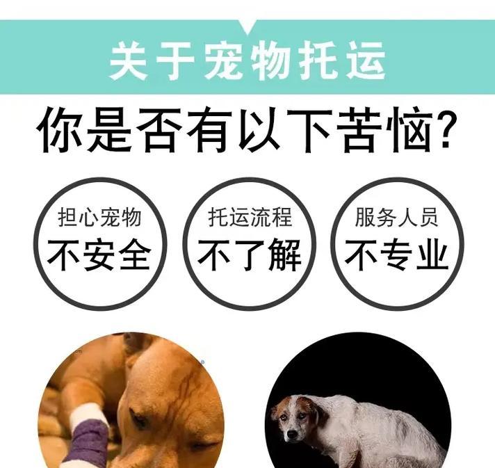 小猫托运指南（了解小猫托运的时间和注意事项）