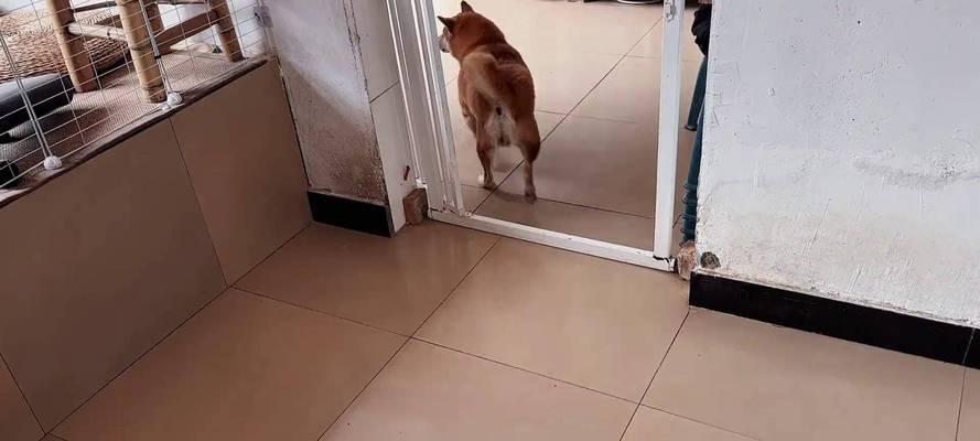 养柴犬的准备工作（为您的柴犬做好准备，打造幸福家庭）
