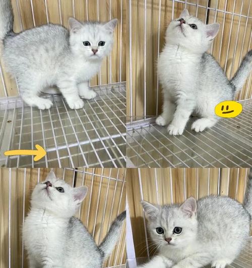选择金渐层还是银渐层？——猫的价格和优势对比（解读金渐层和银渐层的价格和特点，为你做出明智的选择）