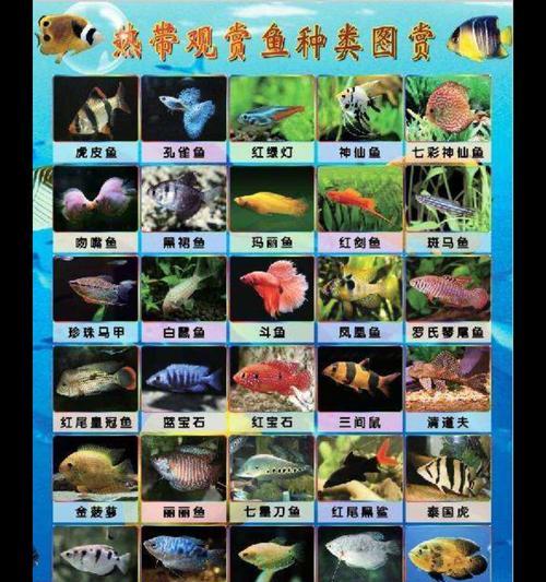 热带鱼中脾气最好的品种是哪些？（探究热带鱼中性格温和的种类和原因）