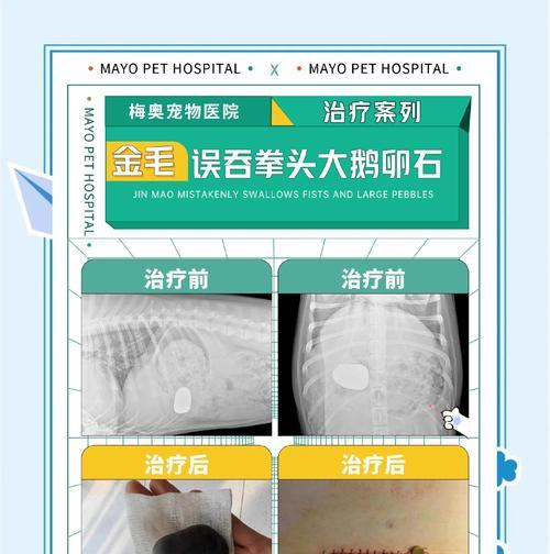 狗吞异物的危险（狗吞异物对生命的威胁有多大？）
