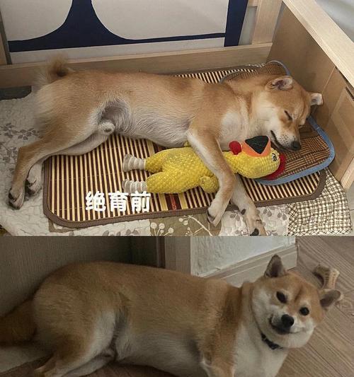 狗狗绝育的注意事项（哪些狗狗不适合绝育？）