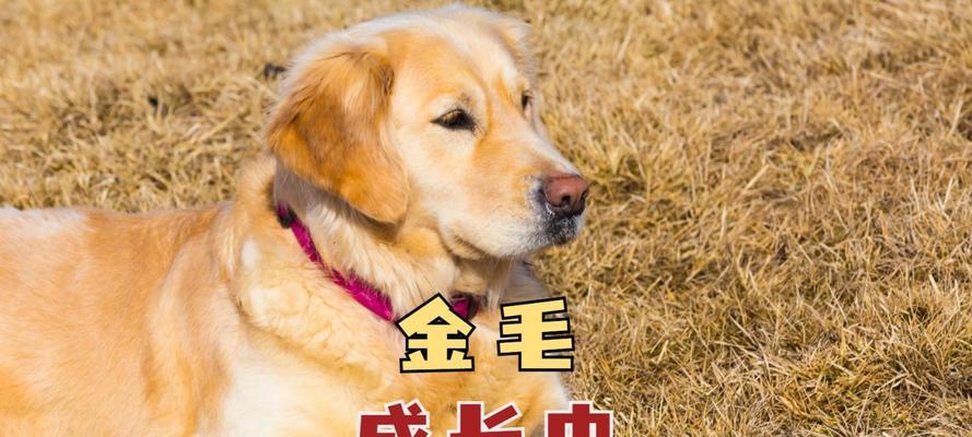 金毛小狗的饲养之喂食频率（了解金毛小狗的饮食需求，合理安排喂食时间）