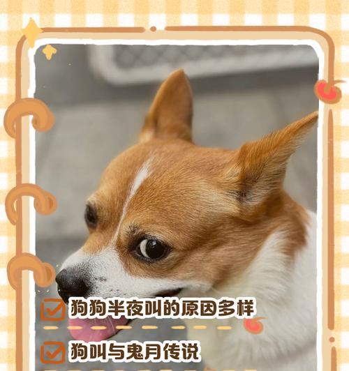 泰迪晚上叫多久？探讨狗狗叫声问题的原因和解决方法（为什么狗狗晚上会叫？如何减少狗狗晚上叫声？）