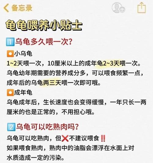了解巴西龟的饮食习惯（喂食频率、饮食内容及关键事项）