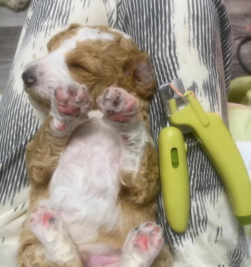 贵宾犬出生后多久要开始吃奶？（探讨贵宾犬幼犬期间的喂养需求与时间安排）