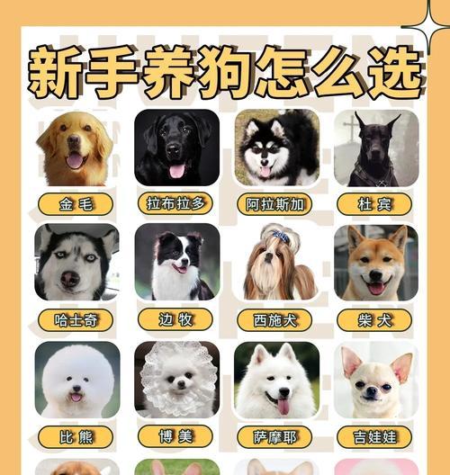 小型犬品种及价格大全（探索小型犬世界，为您的生活带来快乐和温馨）