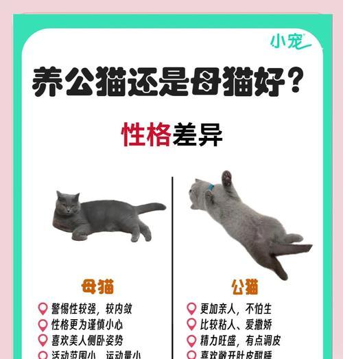 公猫和母猫相处多久才能熟悉？（它们之间的关键时刻是什么？）