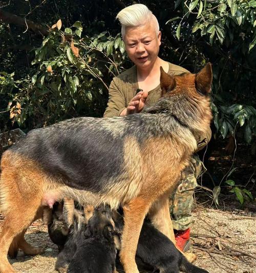探寻中国著名犬舍（了解中国犬舍的发展历程与特色）