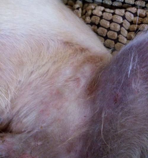 狗过敏（饲养爱犬的人必看！）