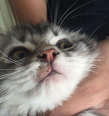 解决猫咪嘴巴问题的三大原因（深入了解猫咪嘴巴问题的根源，轻松找到解决办法）