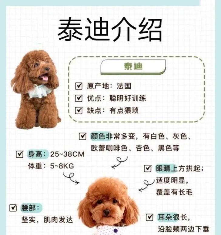 泰迪狗毛长的过程与方法（如何使泰迪狗毛长而亮丽？）