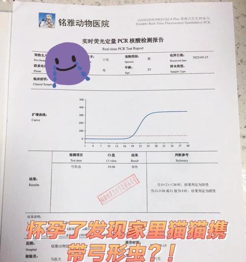 猫不怀孕的原因及检查费用一览（解析猫咪不怀孕的原因，详细介绍相关检查项目和费用）