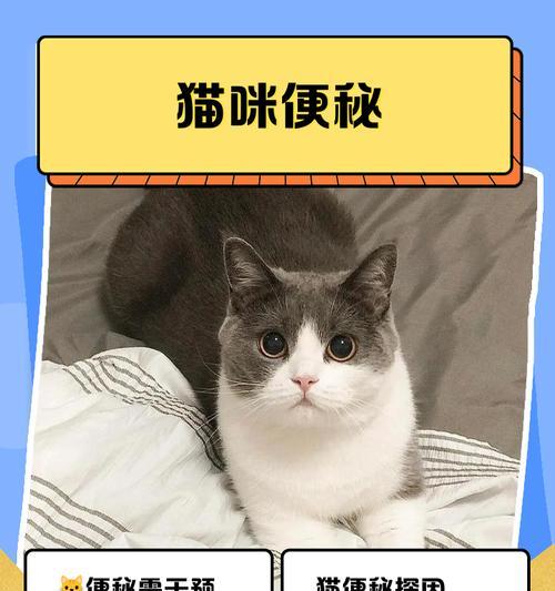 解决猫咪便秘问题的方法（安全有效的缓解猫咪便秘的方法以及不宜使用的开塞露）