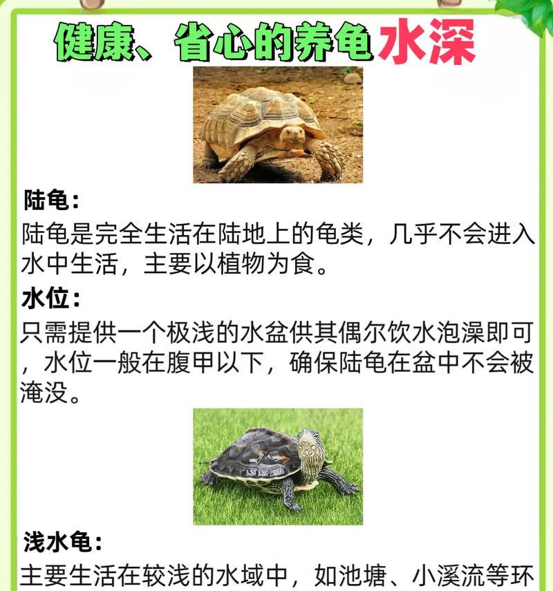 缅甸陆龟（探索缅甸陆龟饲养的乐趣与挑战）