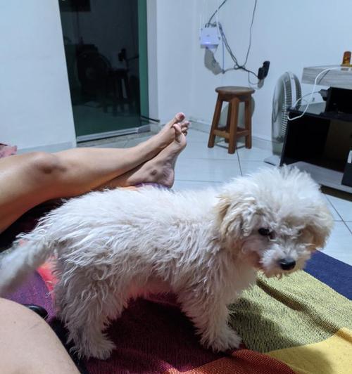 正确选择适合泰迪犬的毛发护理产品