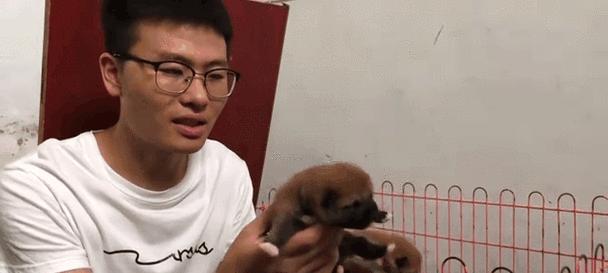 狗狗出生后多久离开窝巢？（揭秘狗宝宝的成长过程和离巢时间）