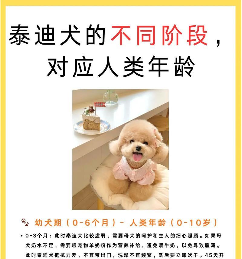 小泰迪断尾巴的最佳时间（科学护理小泰迪断尾巴的关键时刻）