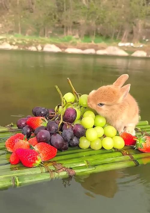 兔子的饮食之水果篇（探究兔子吃水果的时间和选择）