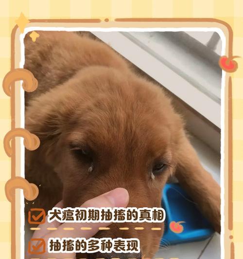 揭秘狗狗打嗝的原因（狗狗打嗝可能是生病的前兆吗？）