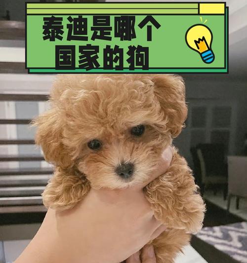 贵宾犬和泰迪犬（外貌、性格、护理和训练方面的差异）