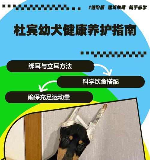 杜宾犬绑耳的时间和方法（了解绑耳的关键时期和正确绑耳方法）