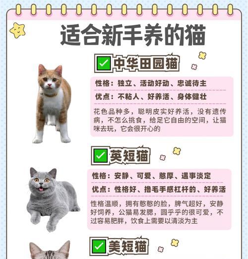 麒麟猫的优点与魅力（养了就不想换猫了）