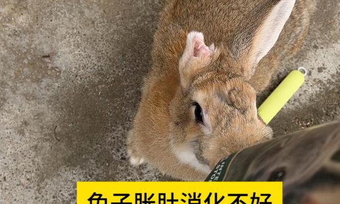 兔子的消化时间有多久？（探索兔子的消化过程及时间）