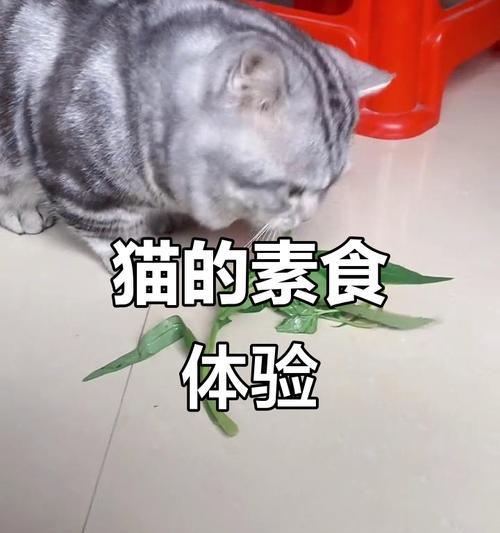 猫咪的健康饮食指南（探讨猫咪可以食用的蔬菜种类及注意事项）