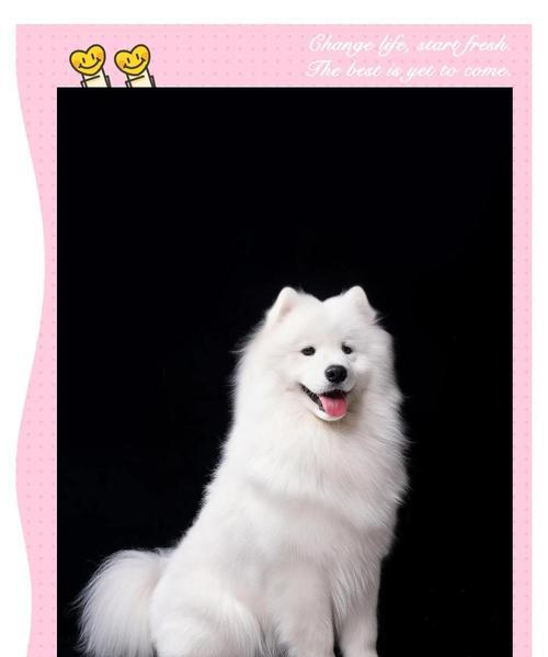 萨摩犬换毛周期及时间预计（揭秘萨摩犬换毛的时间长度和注意事项）