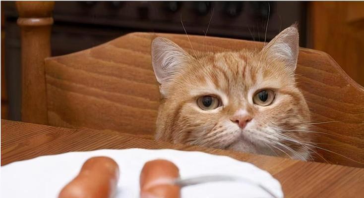 猫咪贪吃的食物有哪些？（探究猫咪对于这几种食物的偏爱与喂养方法）