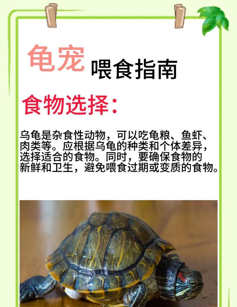 乌龟夏天不吃不喝多久？（乌龟的饮食需求与节食能力解析）