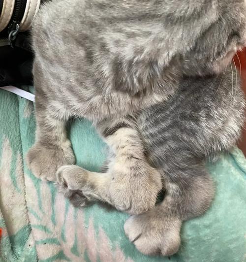 折耳猫的发病几率及幼猫时期的鉴别方法（揭秘折耳猫的健康隐患和鉴别技巧）