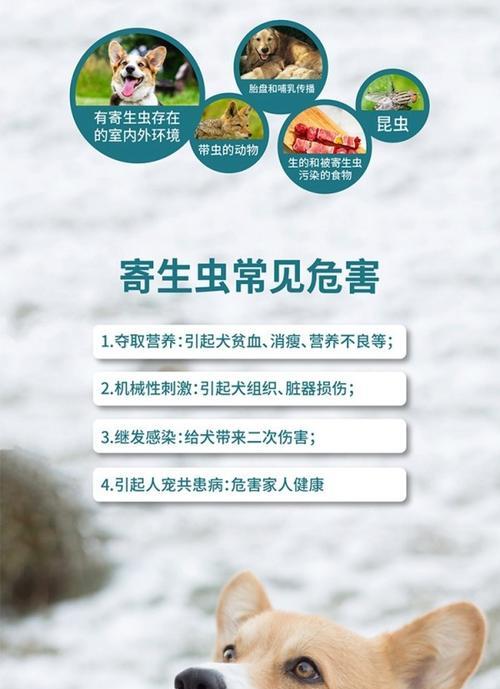 小狗何时开始驱虫合适？（多久大的小狗需要进行驱虫？）