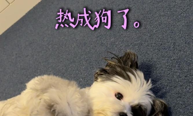 夏季高温下小狗的症状及预防措施（高温天气下小狗会出现哪些症状？如何保护小狗免受高温侵害？）