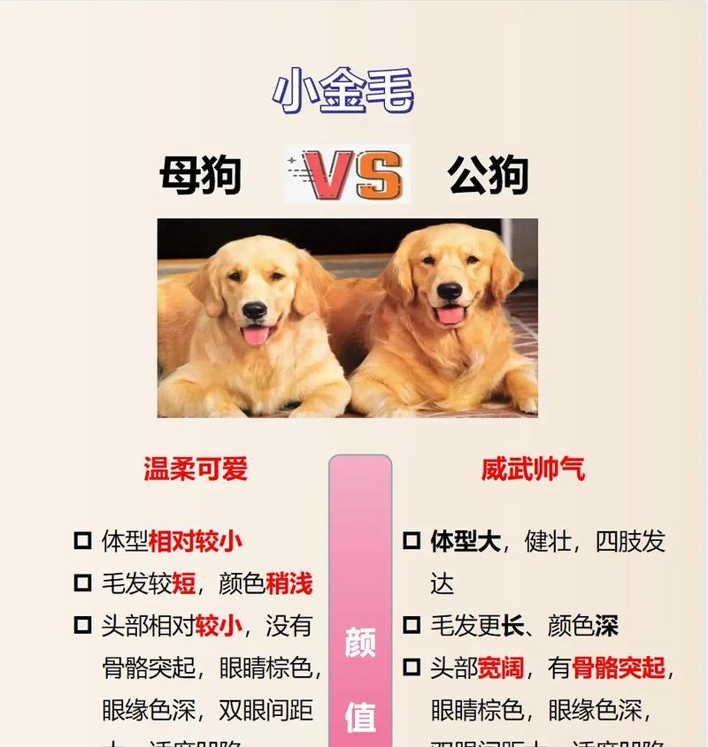 金毛、边牧和德牧，哪个最适合家养？（了解它们的特点，选择最适合的宠物伴侣）