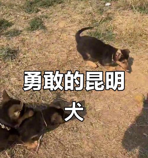 黑背狗换主人需要多久适应？（了解黑背狗适应新主人的时间及关键因素）