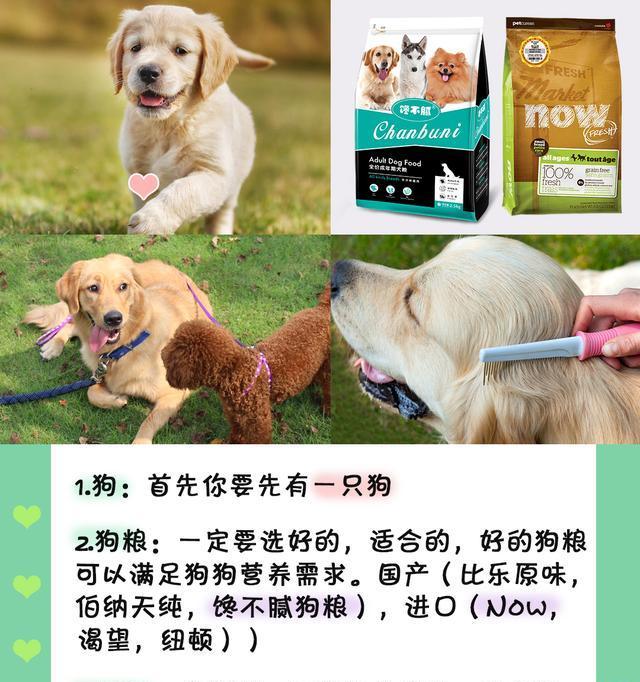 养狗必备用品，关心宠物健康从购买合适的物品开始（为宠物狗提供一个舒适健康的生活环境）