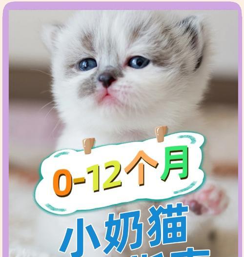 母猫哺乳频率及注意事项（母猫哺乳频率和喂养规律）
