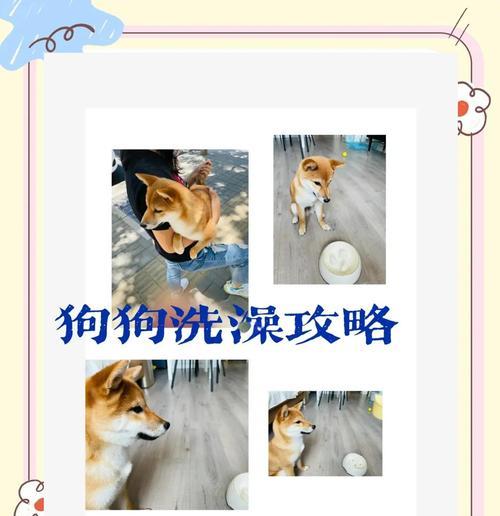 生完小狗多久可以洗澡？（洗澡时机的关键因素是什么？）
