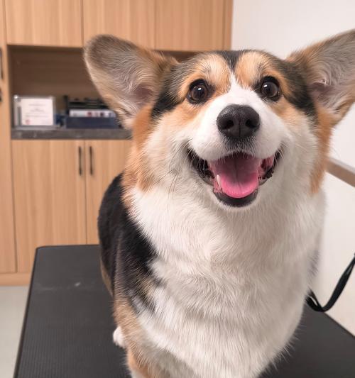 母犬生产后多久能洗澡？（洗澡时间对母犬和幼犬健康的影响）